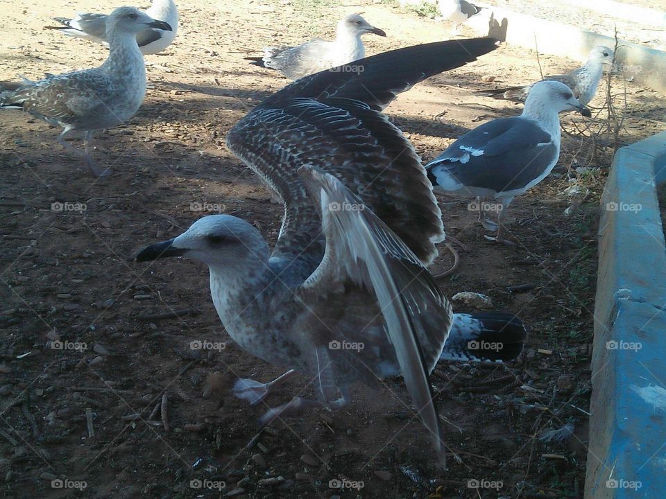 Flying seagull with a flock of seagulls