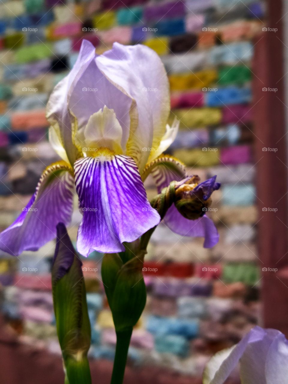 Iris flower with bud