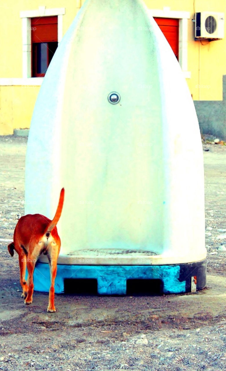Greek streetdog