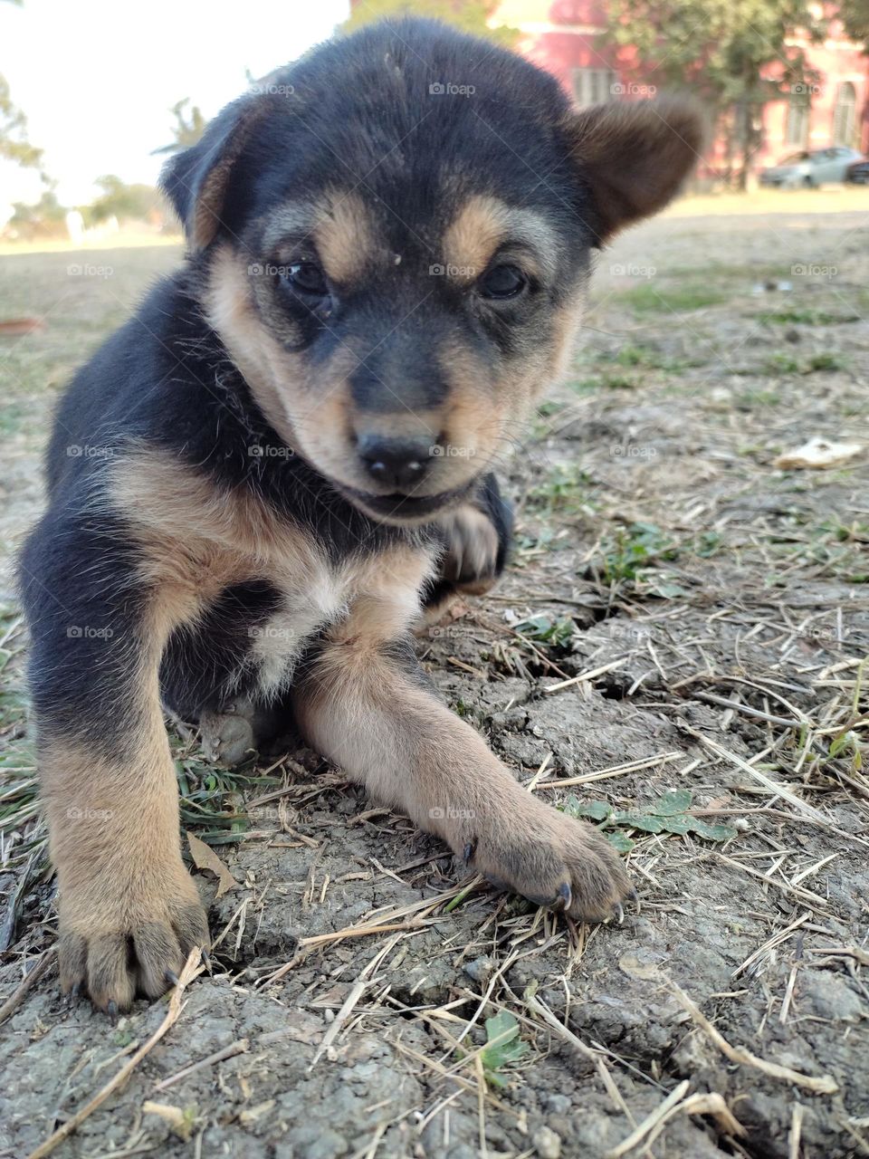 this puppy is early bird