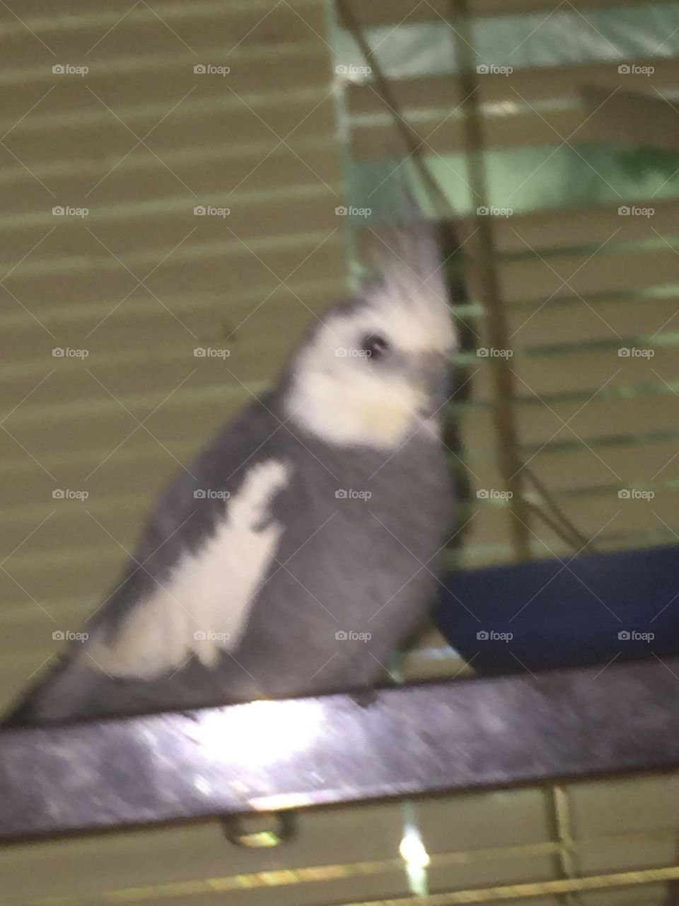 Bird, Outdoors, Portrait, No Person, Wildlife