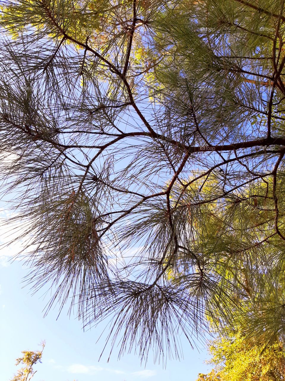 pine and oaks in afternoon sun