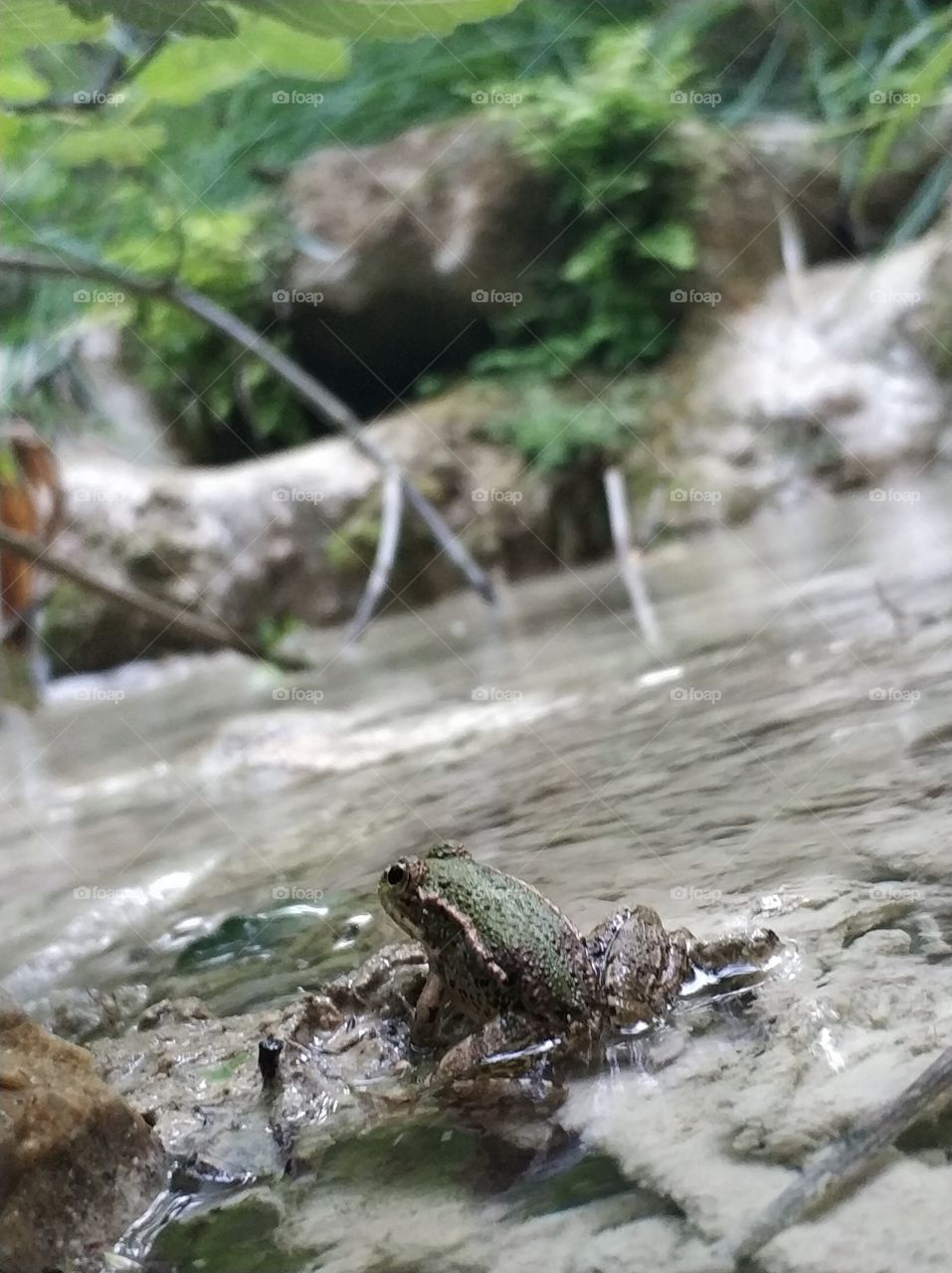 Frog at polilimnio falls