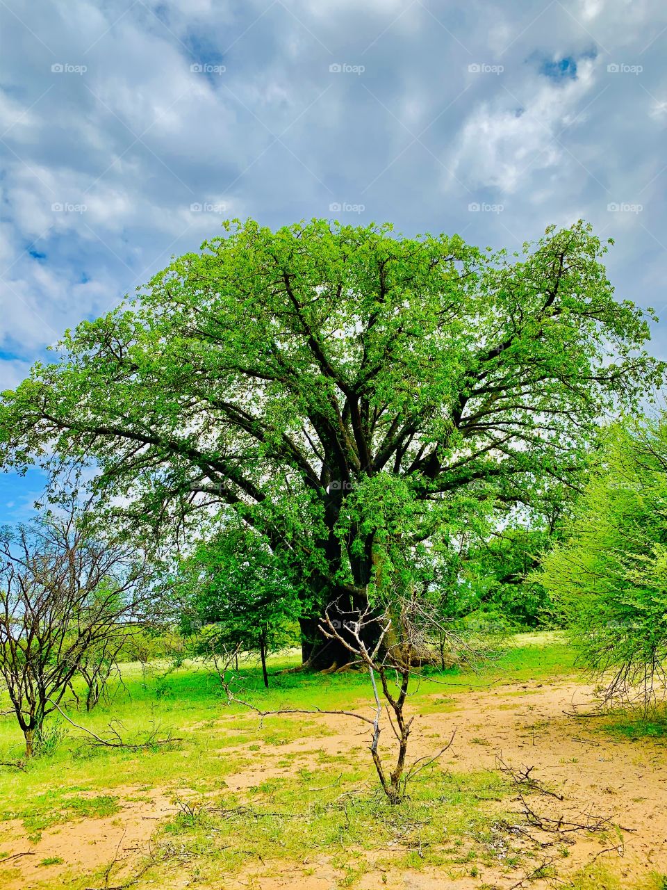 Giant wild old baobab tree. It’s a wild tree that grows on its own in the African forest.