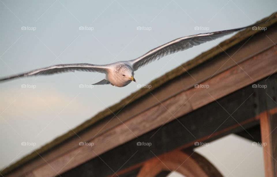 Tybee Fly By