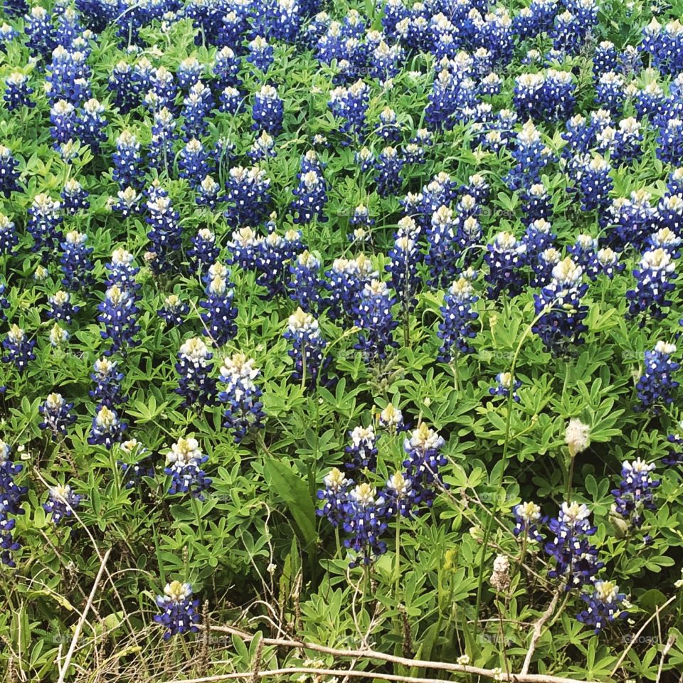 Texas Bluebonnets . Texas Bluebonnets outside of Dallas/Fort Worth. 