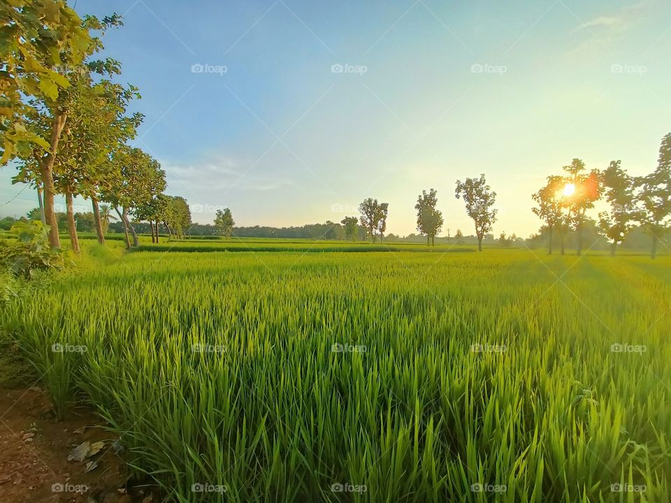 Nice and warm sunset in the farming field