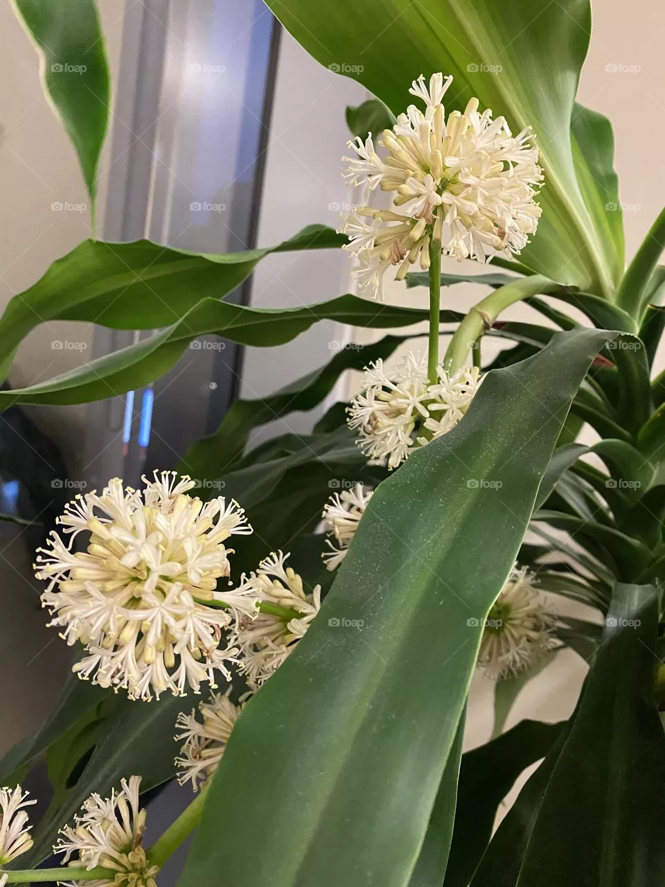 Lucky blossom of the D. Fragrans