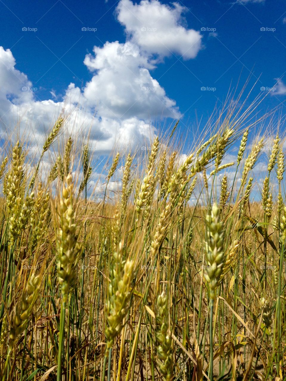 Millet field 