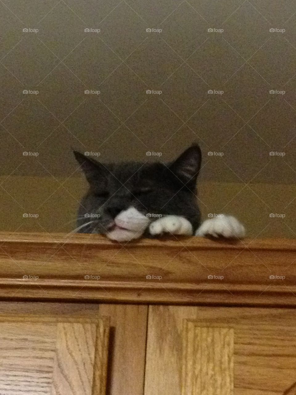 Sleepy cat up on a high cabinet.