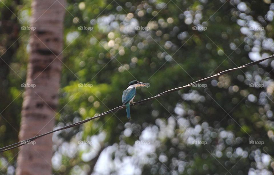 Collared kingfisher . The large one blue kingfisher to the surrounding of tourism beach . As often of watching a the kingfisher one is ready to the mangrofe habitat. But , actually bird's so welcome with the social human culture in urban of fishery .
