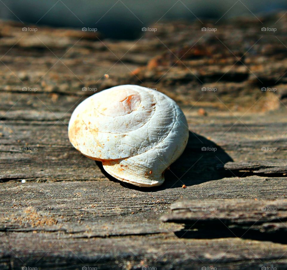 Close-up of shell on wooden log