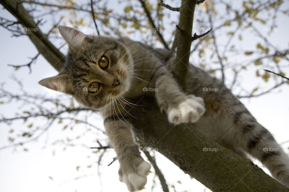 Cat, Nature, Animal, Cute, Portrait