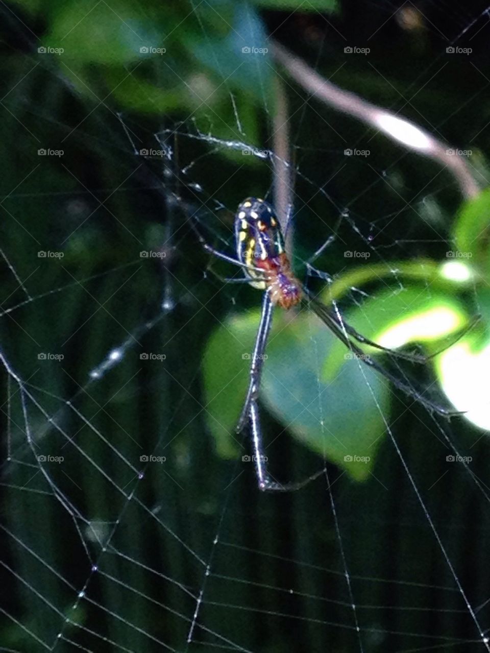 Spider in a web