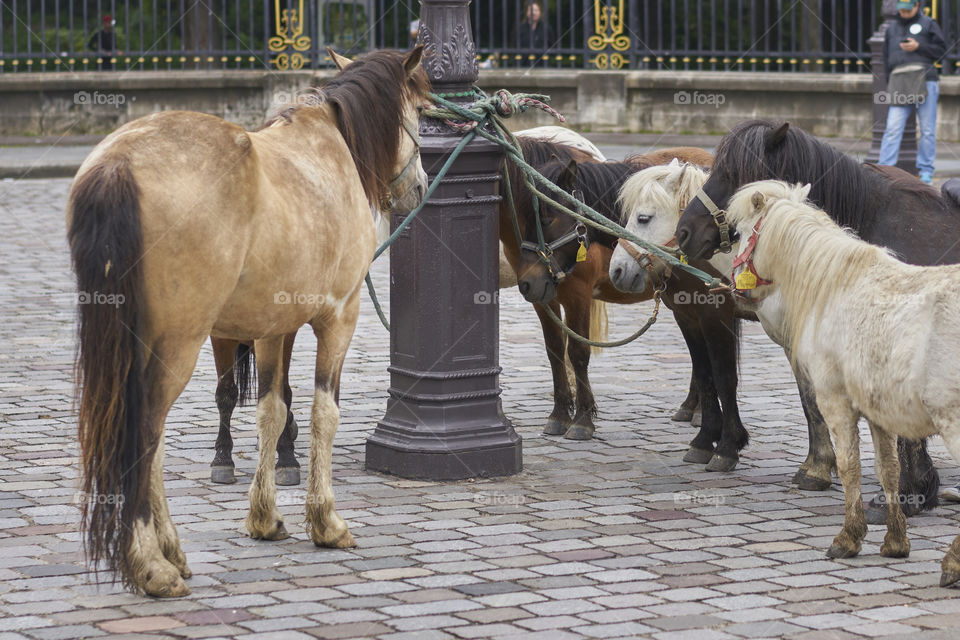 City horses