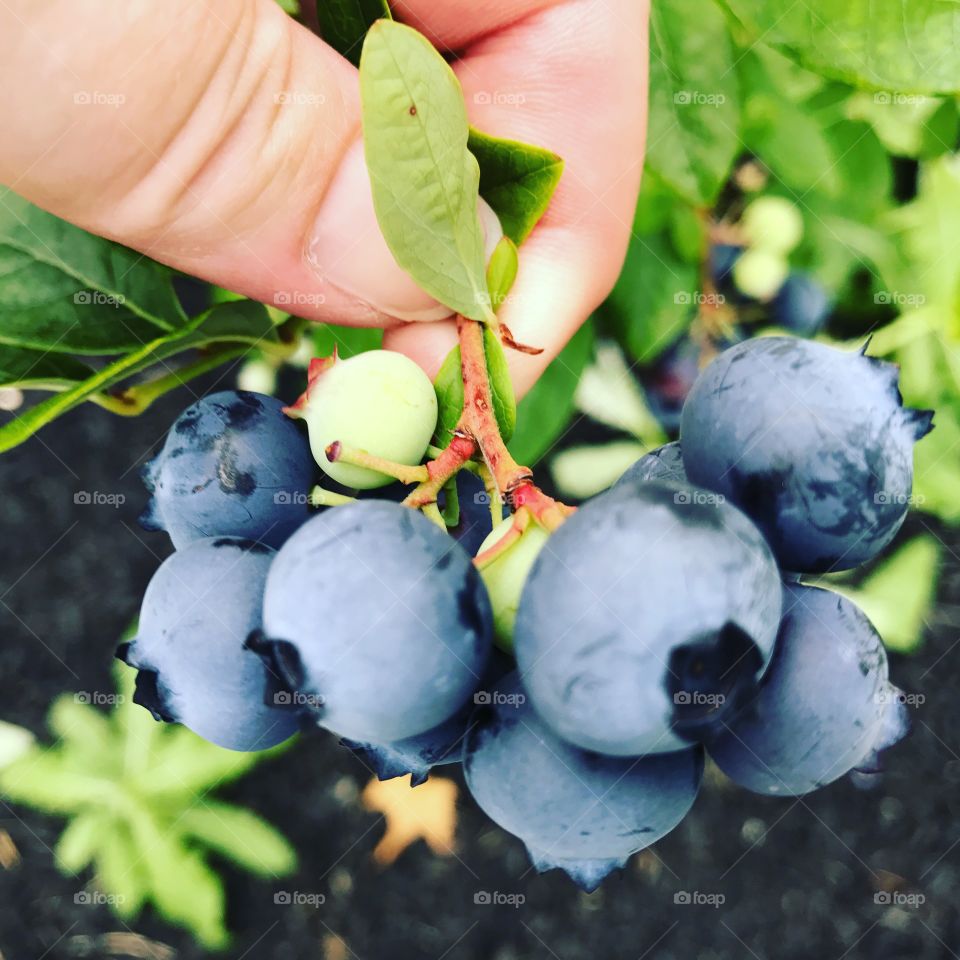 Blueberries looking good