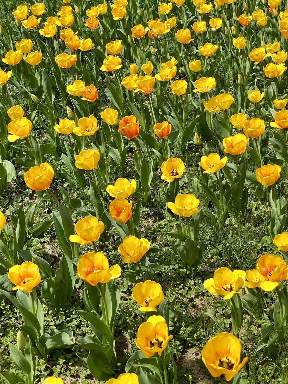 A field of bright yellow tulips