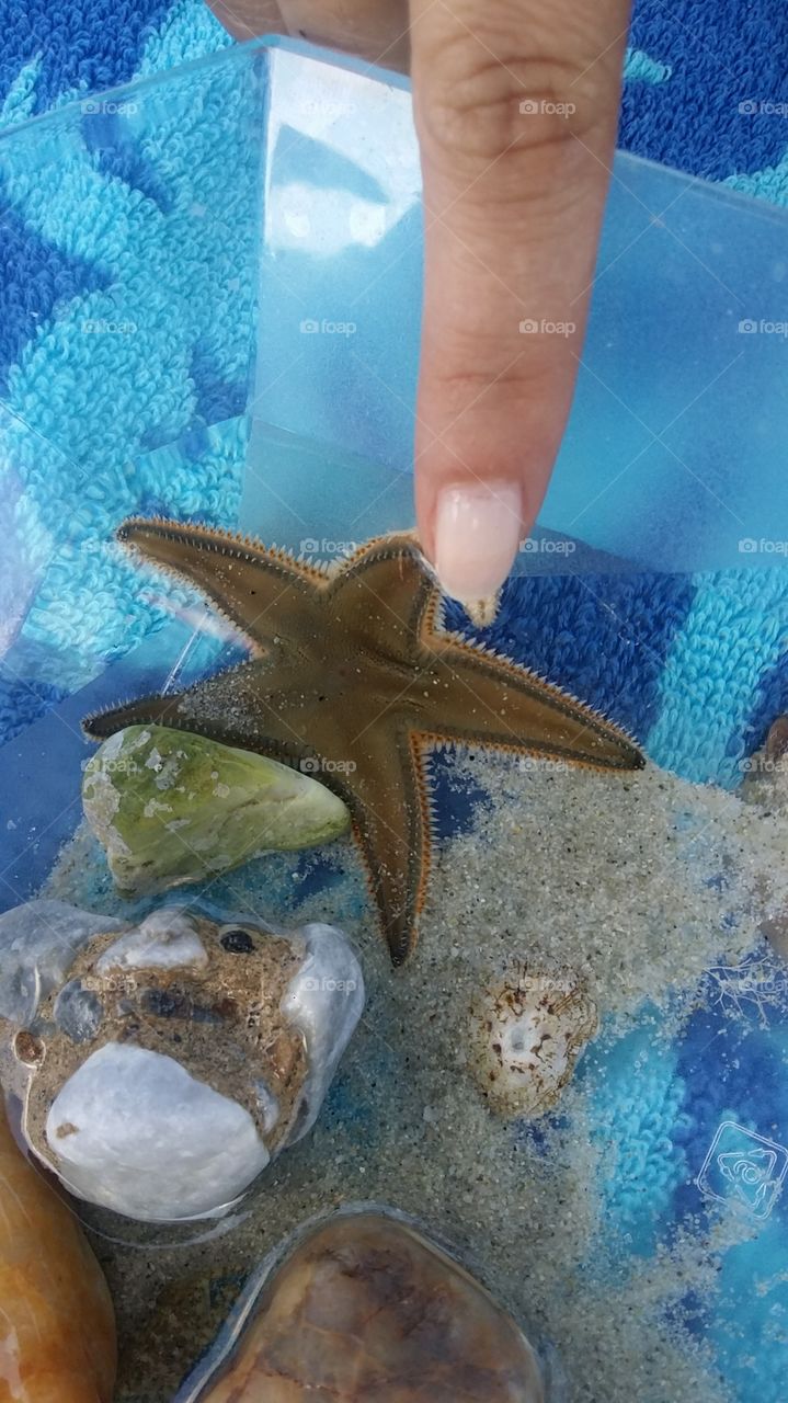 Sea star