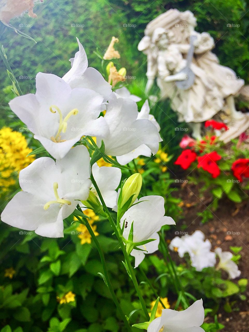 White bell flowers in flower garden with blurred background 