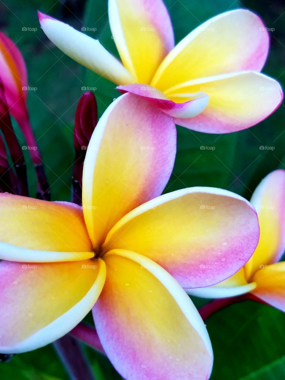 Blooming frangipani flowers