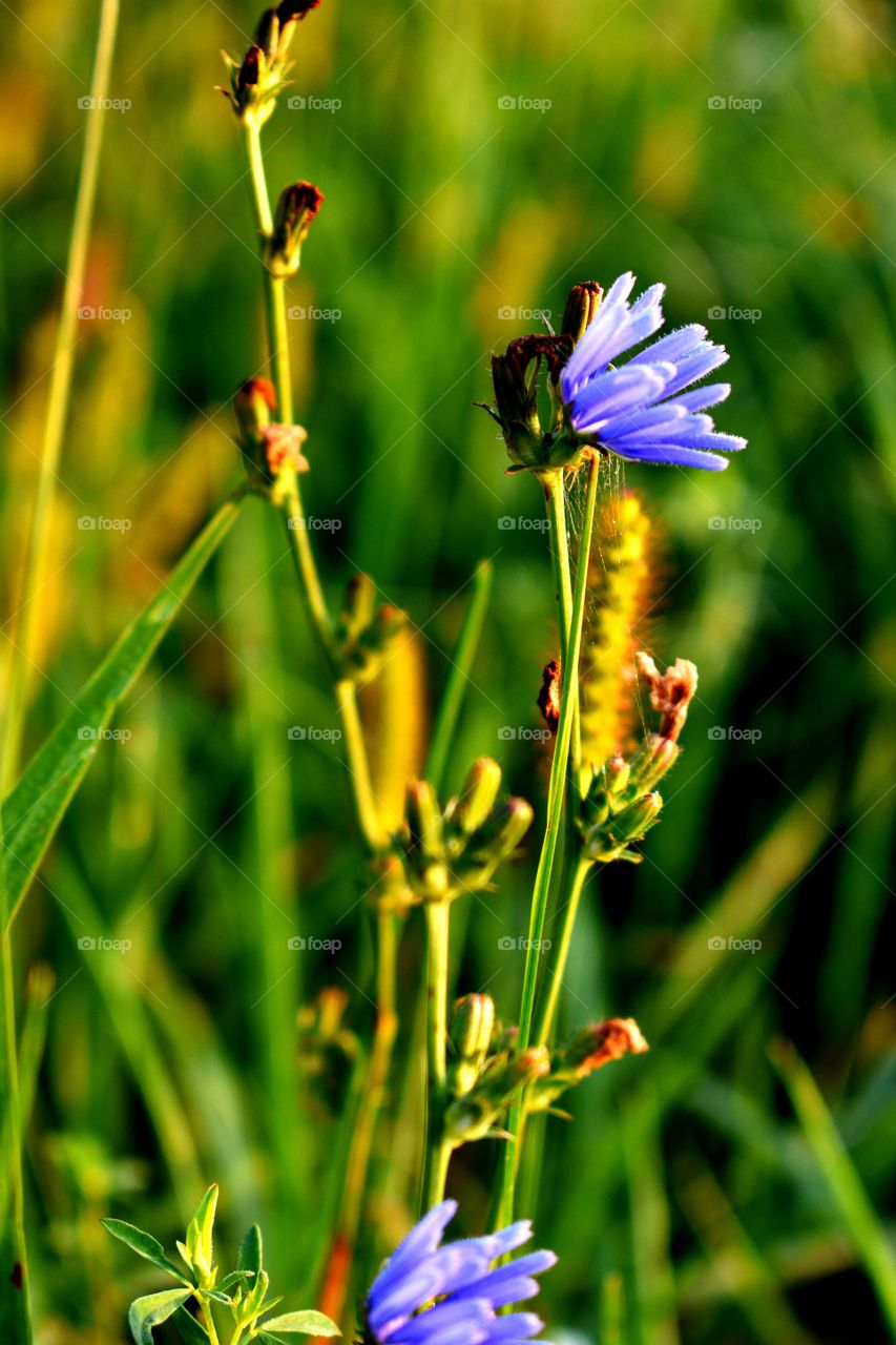 roadside purple flower field pasture Ohio