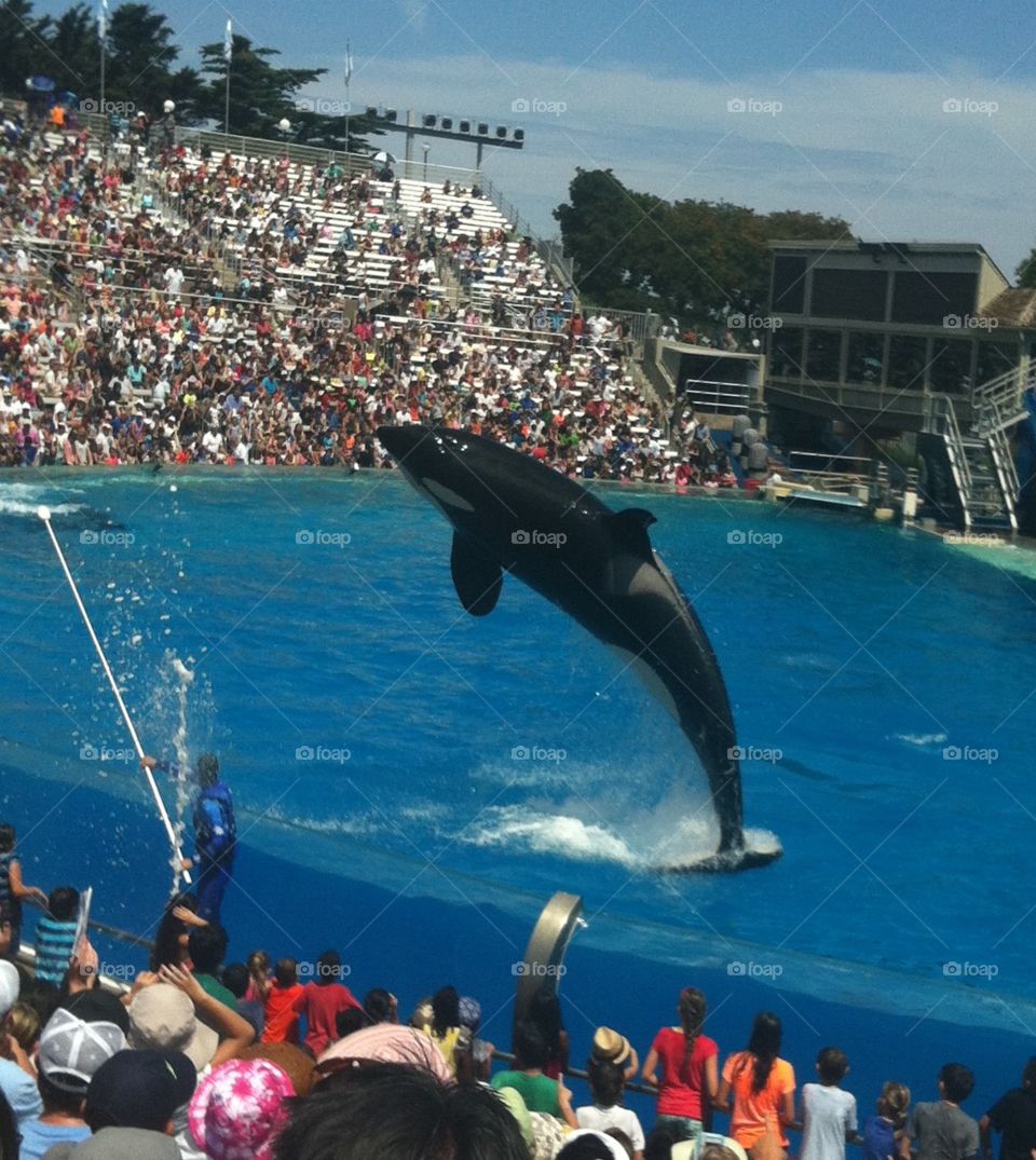Whale leaping out of the water