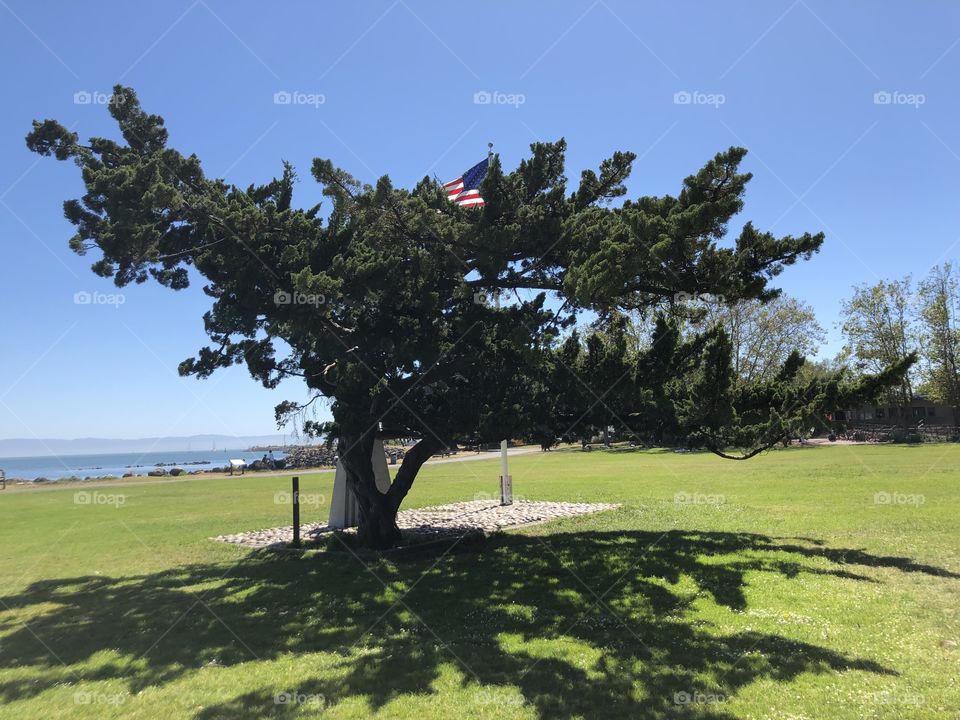 American flag poking out the top of a very interesting tree at the beach in alameda California.