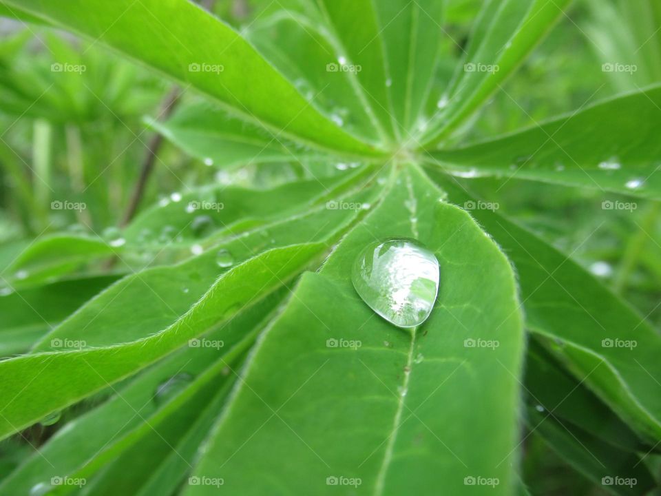 raindrops on the leaves, spring, May, beautiful weather, I love the thunderstorm in early May