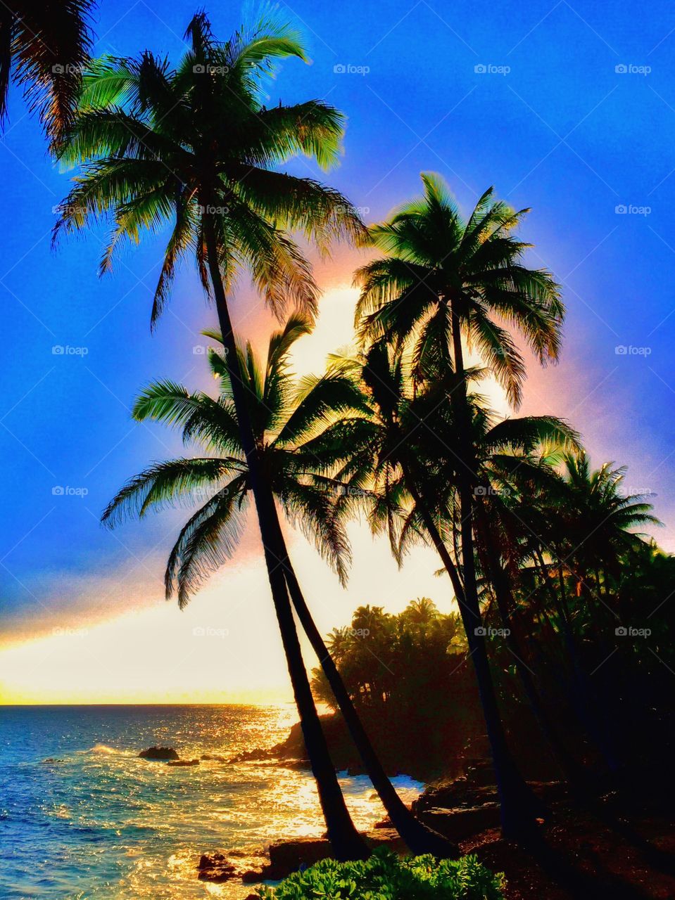 Palm trees and pacific ocean in hawaii