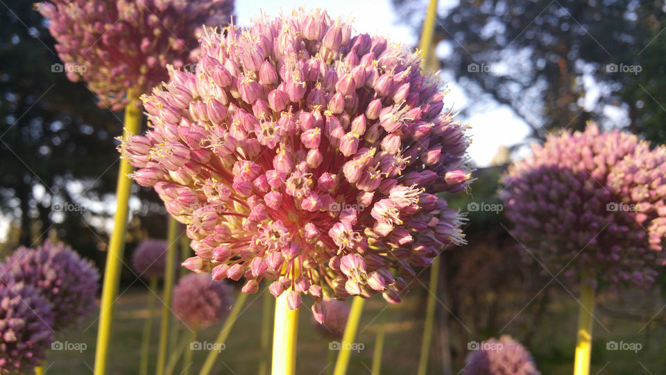 Garlic Flower up close 6