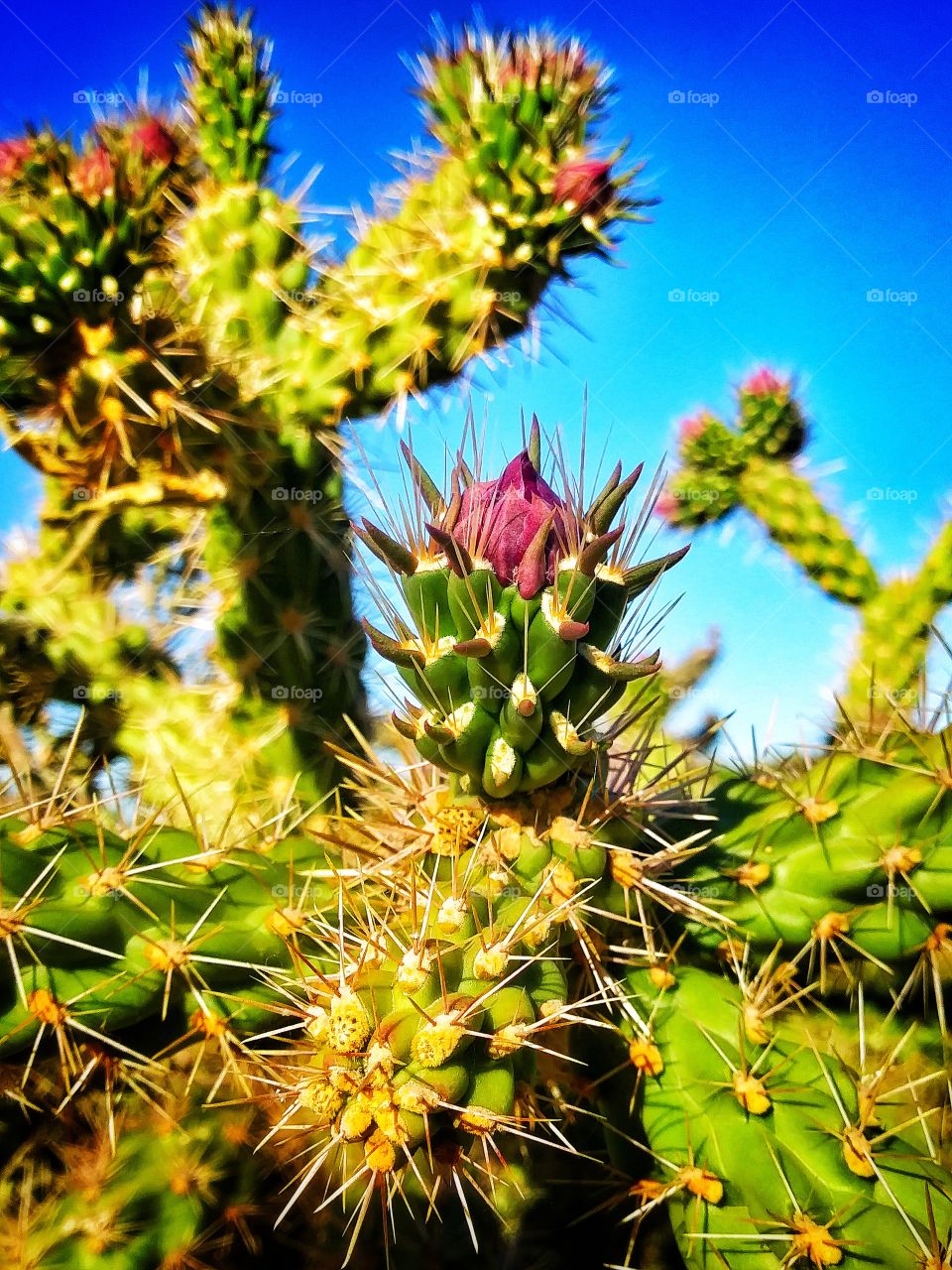 Cactus Flower - Purple Flower - Flowerbud - Blossom - About to Bloom - Spiky Green Cactus -Flowering Cactus - Blue Sky in Background