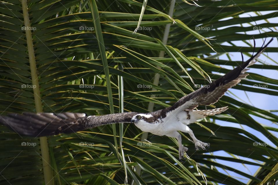 Young osprey taking flight