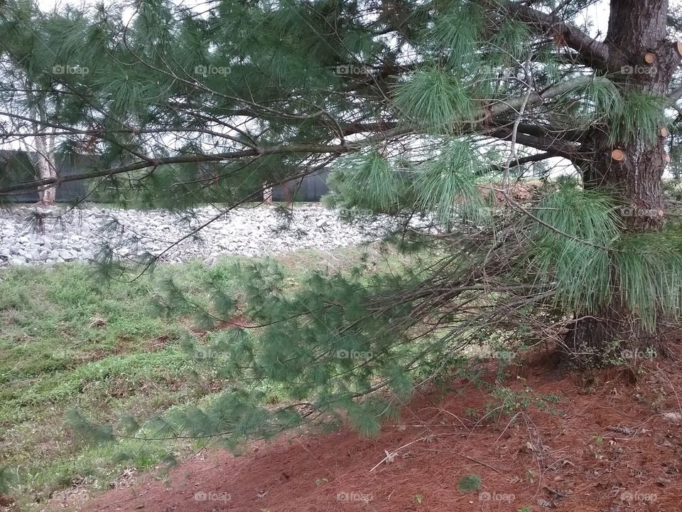 Pine tree near warehouse.