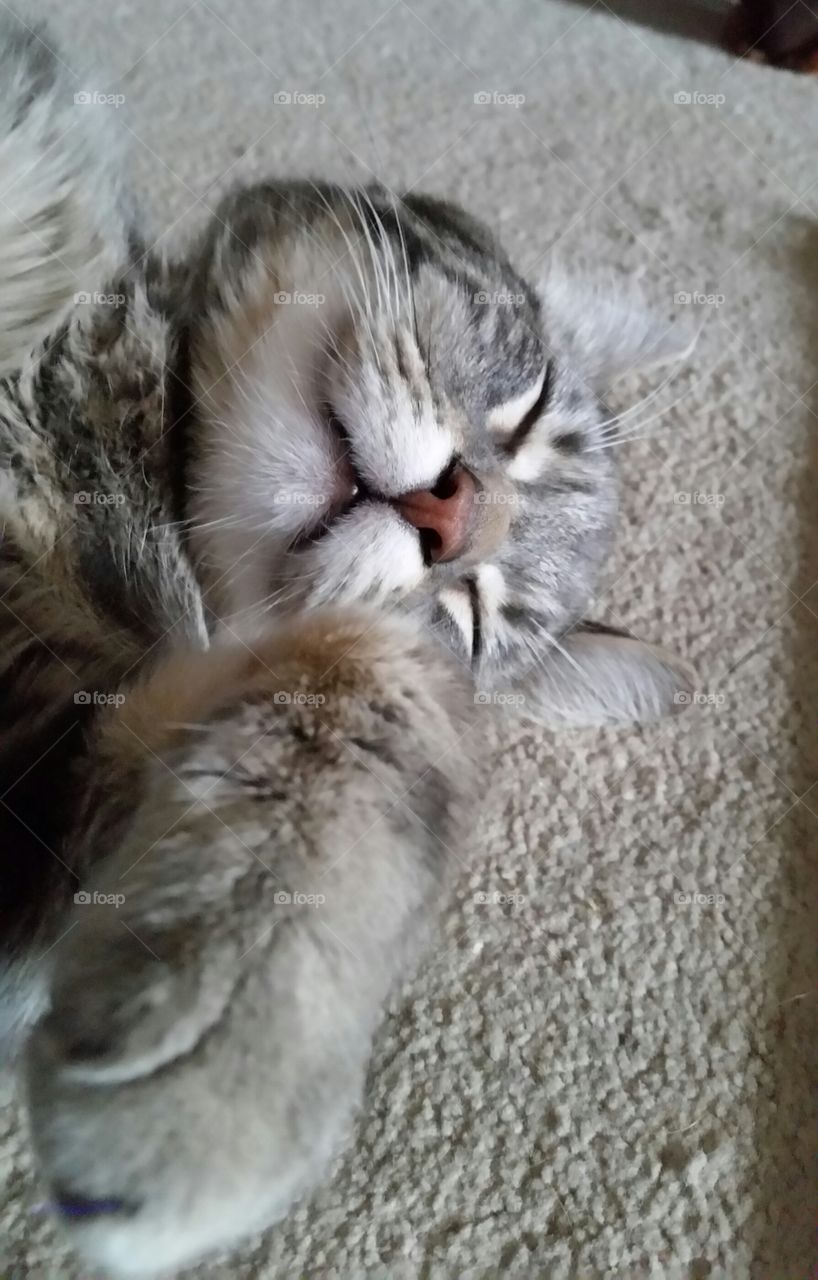 Dreaming Cat