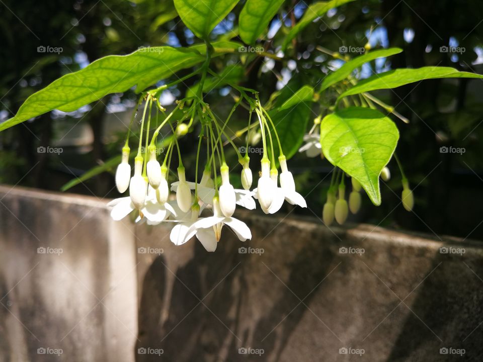 White flowers with sunlight