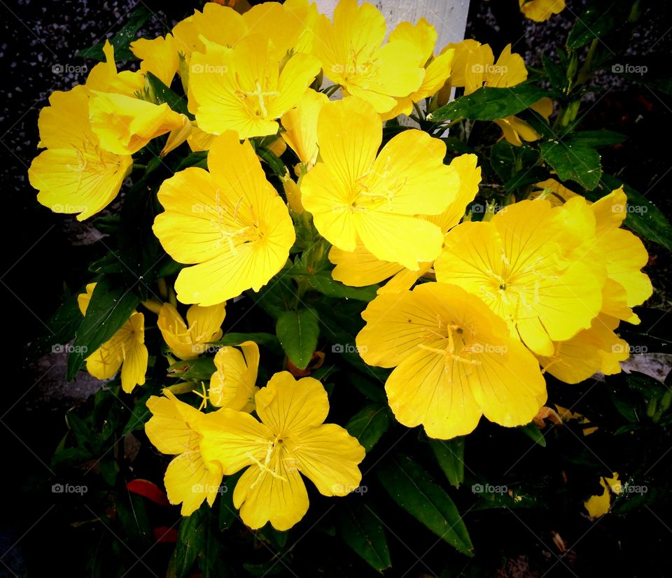 Flower, Leaf, Nature, Flora, Garden