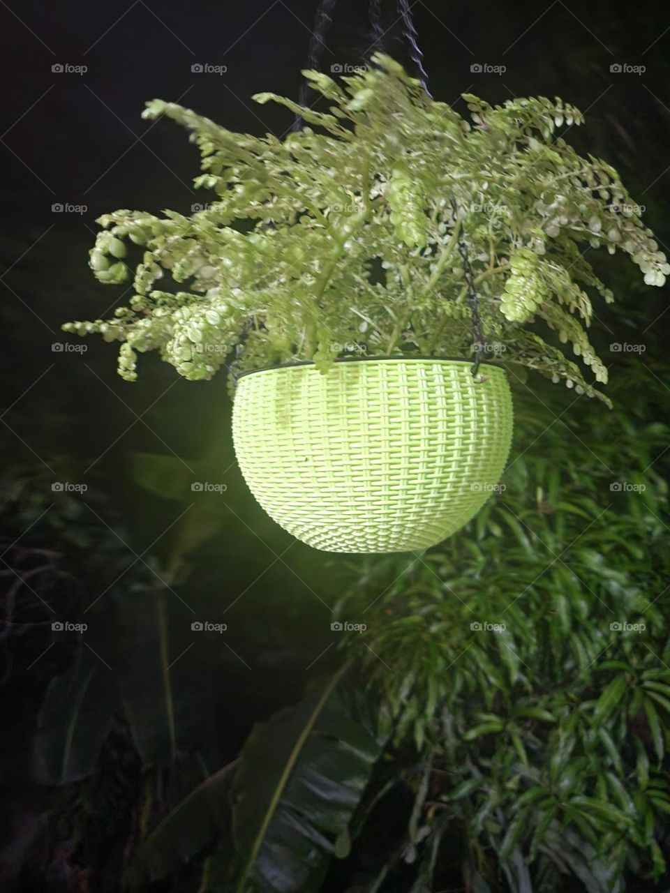 hanging basket of tropical greenery