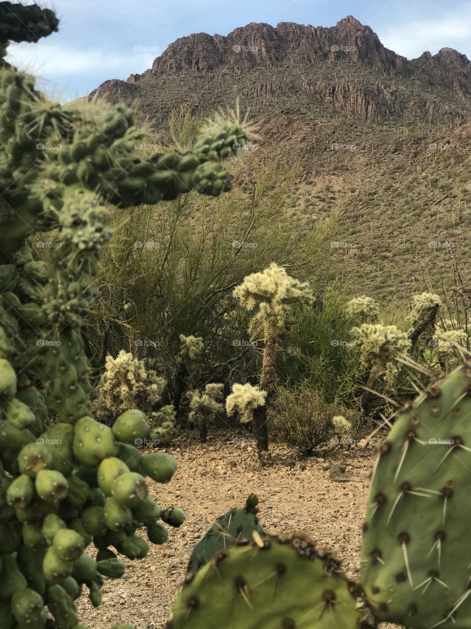 Nature - Desert Landscape 