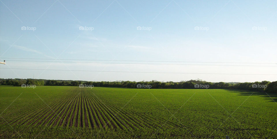rows of maize, field
