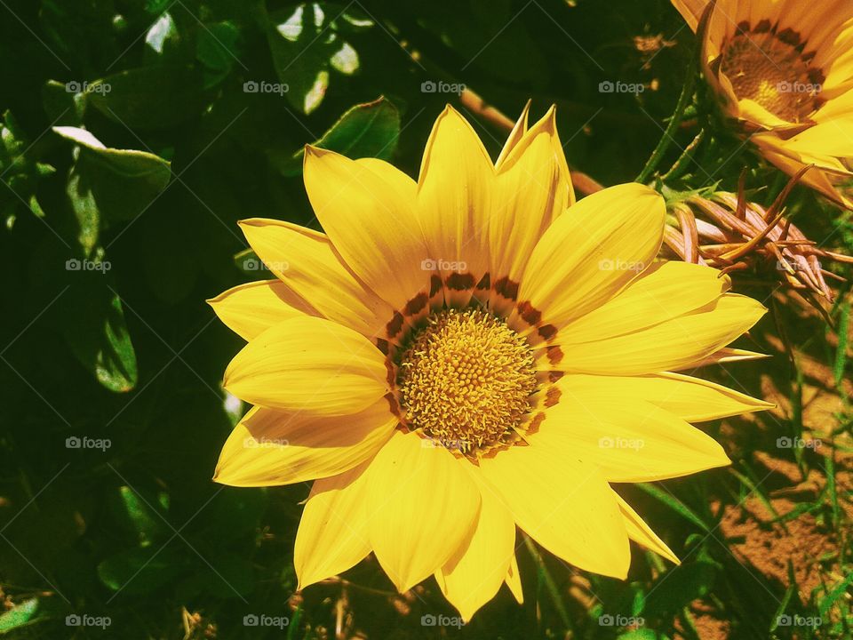 Close-up of sunflower blooming at outdoors