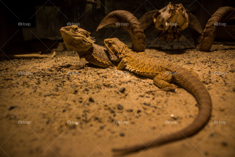 cold blood zoo desert wildlife by laconic