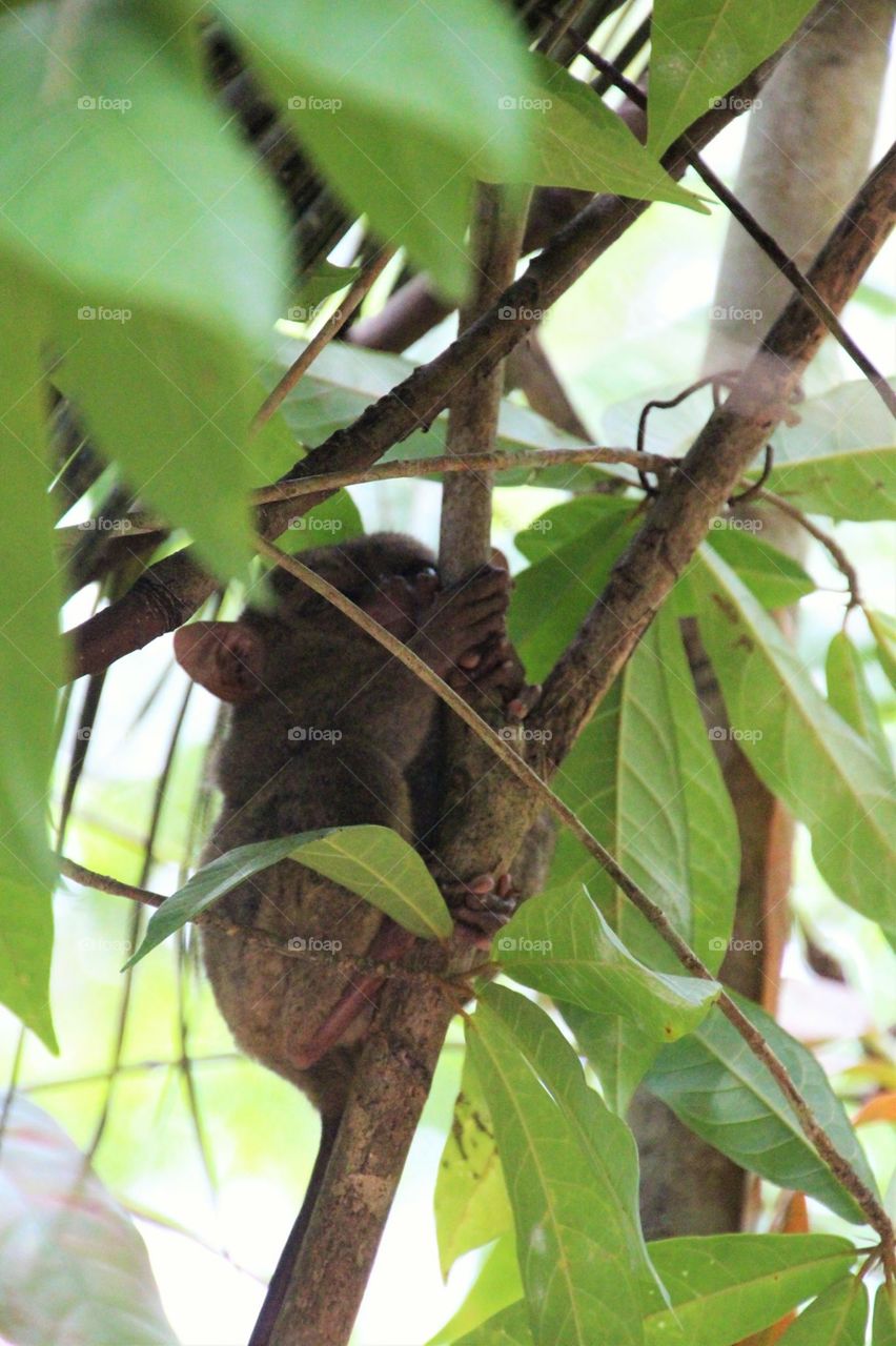 Tarsier