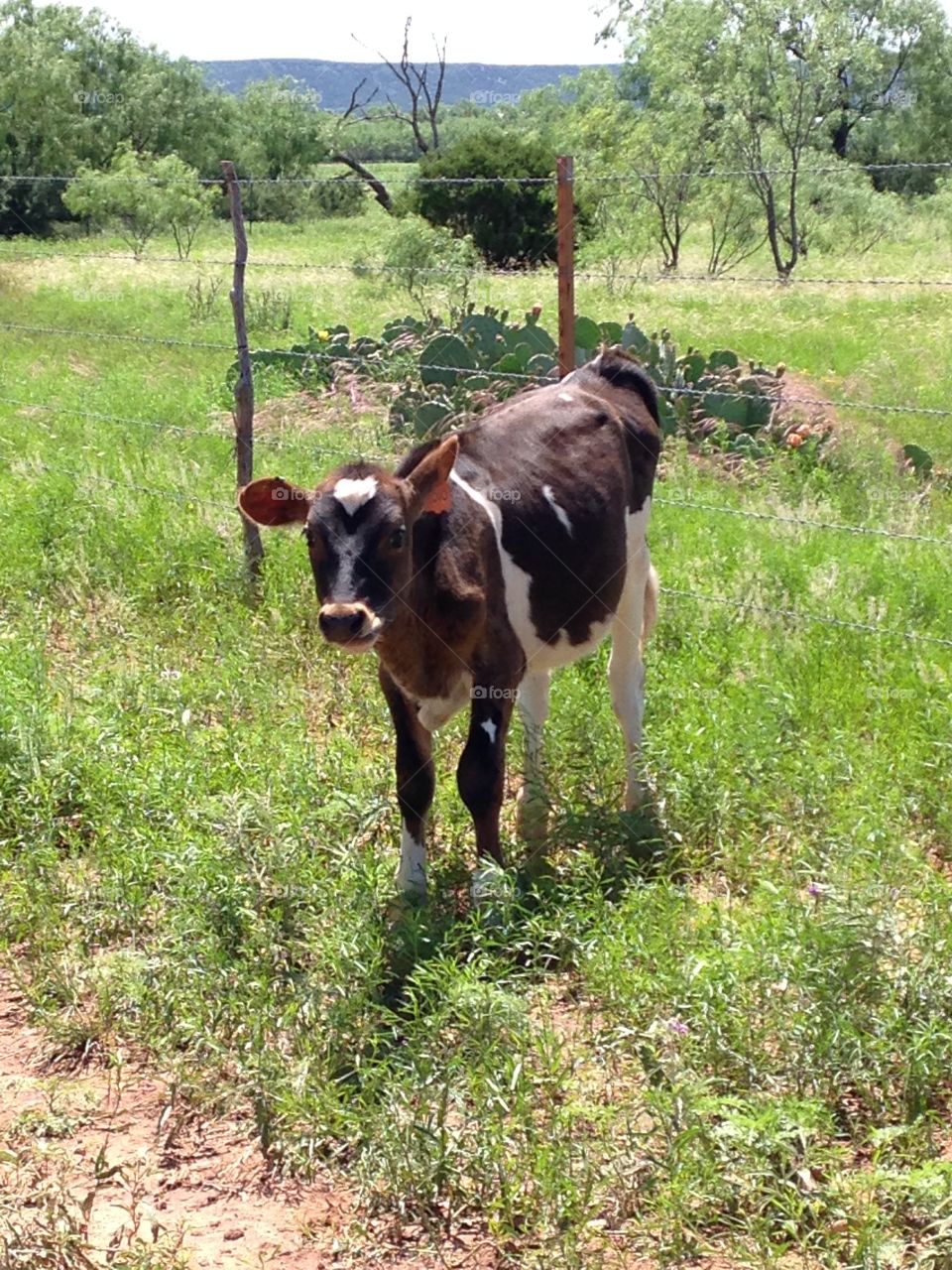 Where's my mama?. Calf