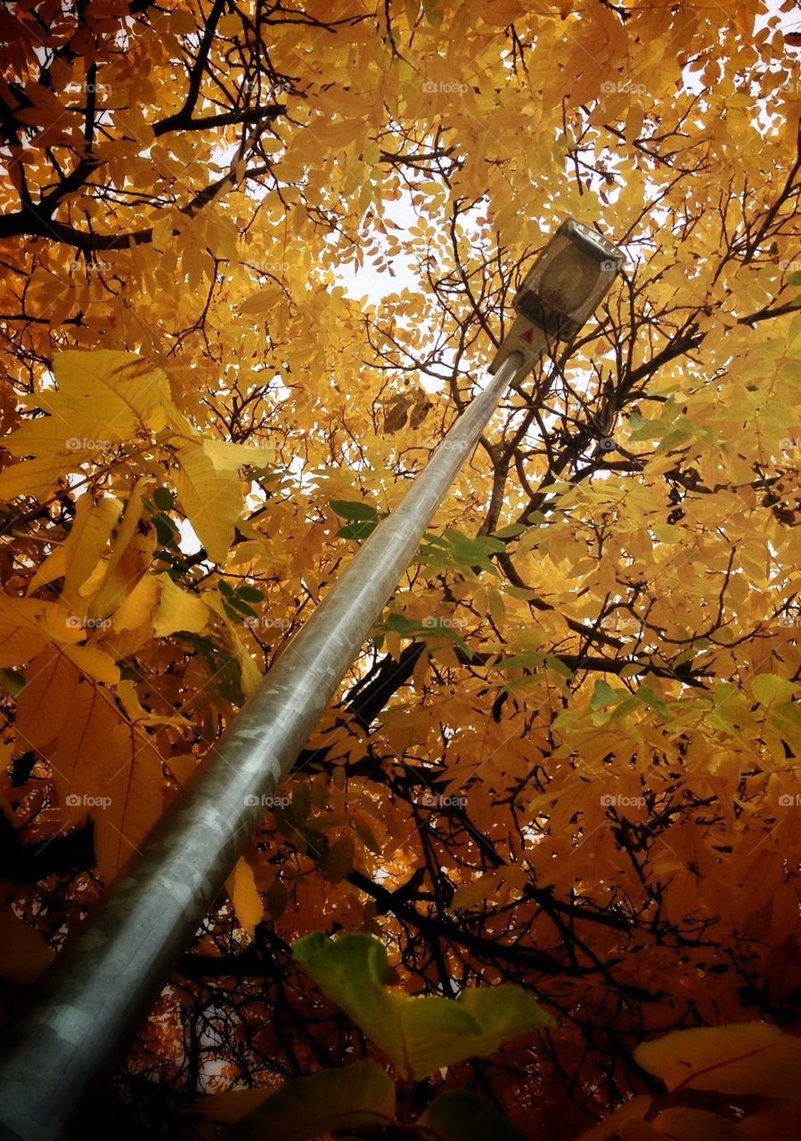 Street light in fall