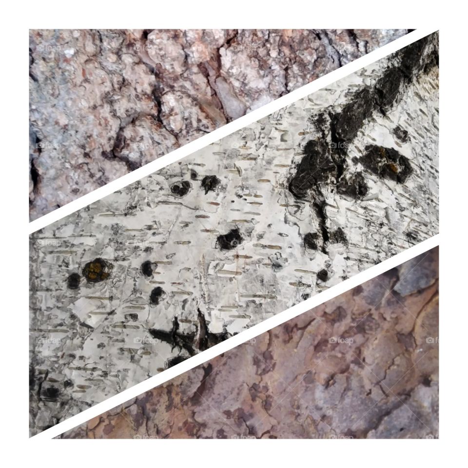 Three different pictures of tree bark put together