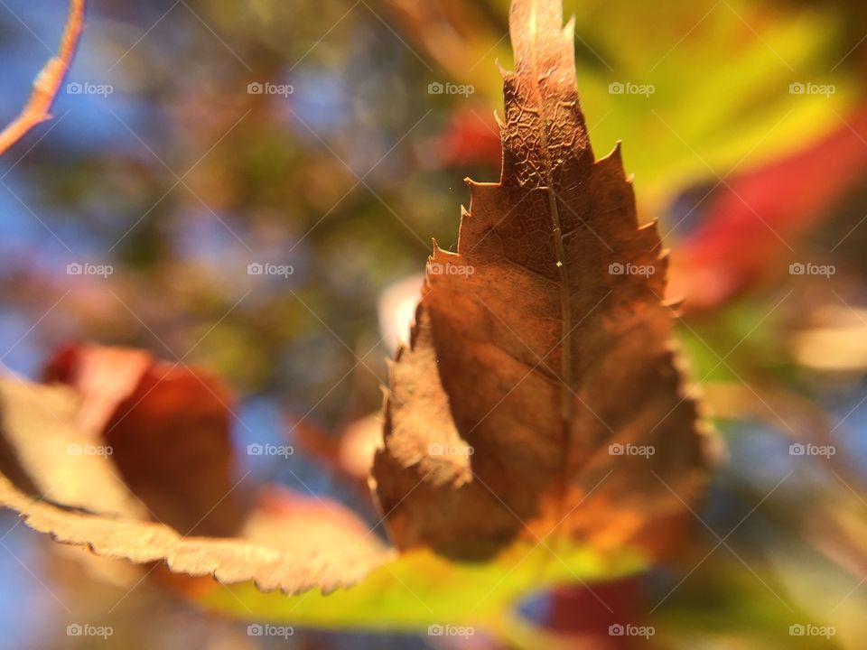 Colors of changing seasons. Autumn leaf yellow and brown, low on chlorophyll.