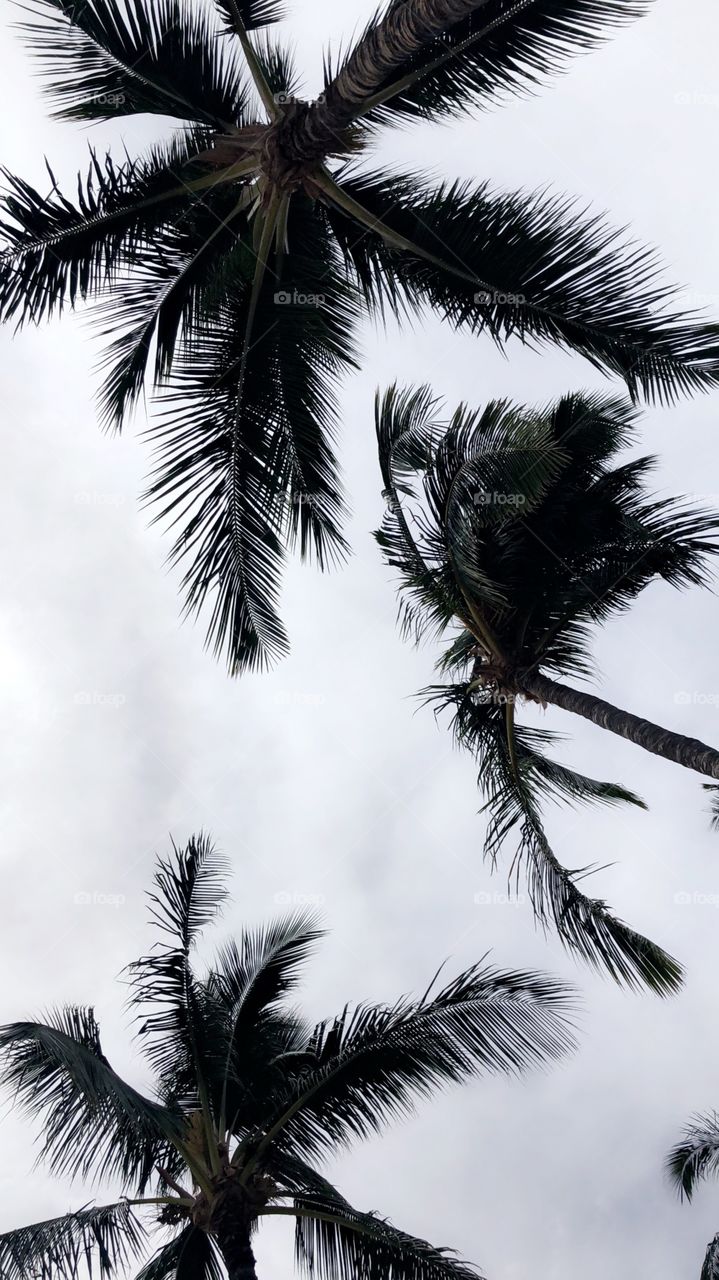 Palm trees in paradise