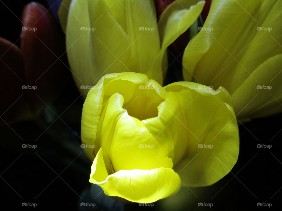 Close-up of yellow tulip flowers