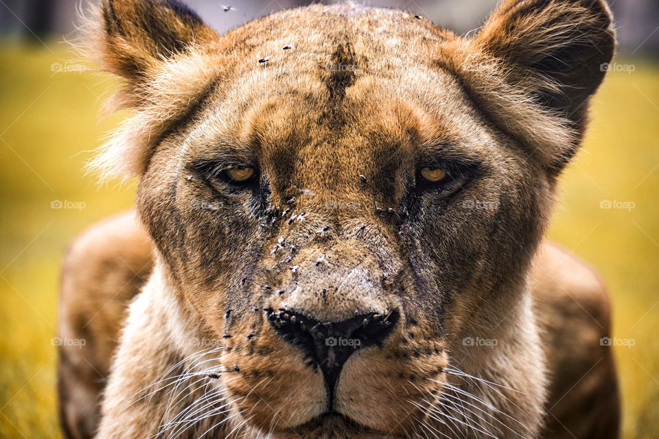 lioness staring at camera dangerously