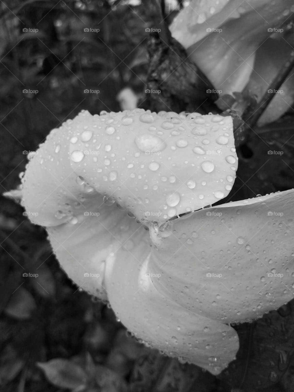 water drop in flower